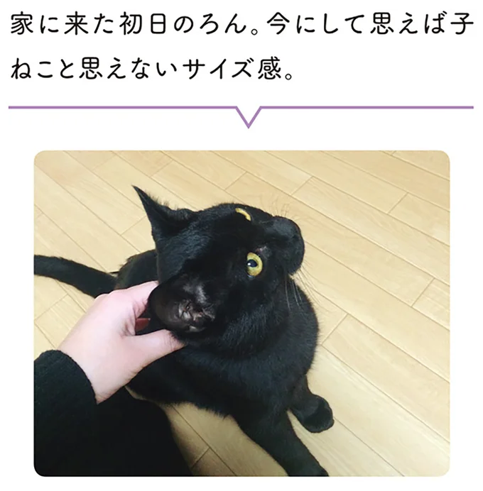 今にして思えば子ねこと思えないサイズ感