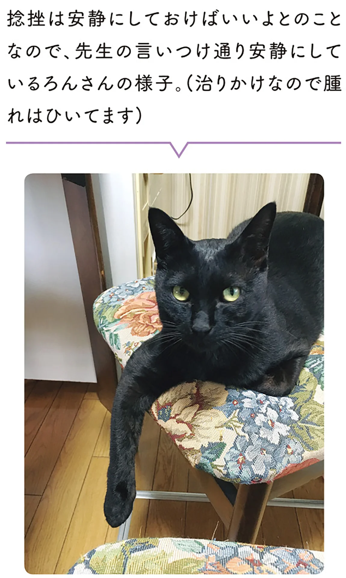 猫は気ままと思っていたけれど。飼い始めた黒猫の主張がだいぶ控えめ