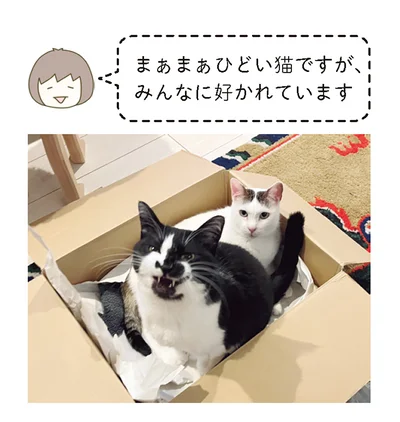 『うちの猫がまた変なことしてる。７』より