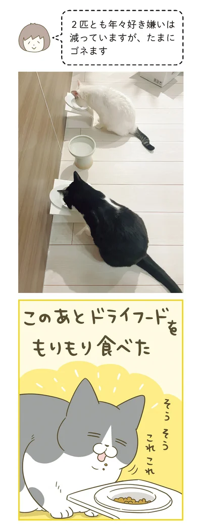 『うちの猫がまた変なことしてる。７』より