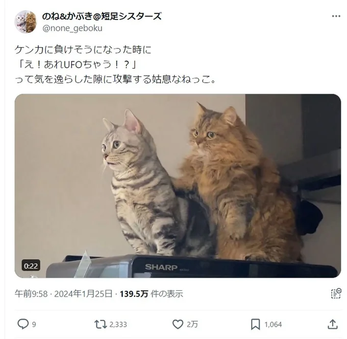 2万いいね！を集めたのね&かぶきさんのポスト▶︎猫との日々は幸せがいっぱい！かわいい仕草に癒される大人気猫マンガ『うちの猫がまた変なことしてる。７』は次画像から読めます（⇒次へ）