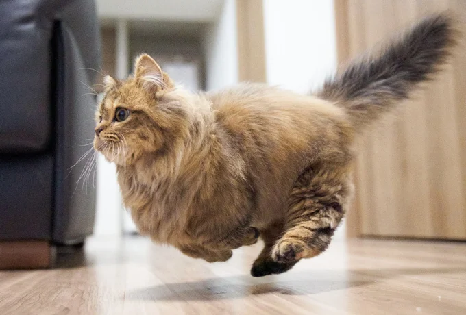 まるでカンガルーのような姿で飛んでいます▶︎次は丸いフォルムで飛んでいる猫ちゃん（⇒次へ）