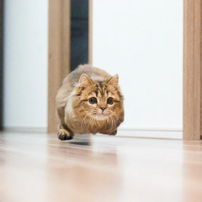 まるで床からふわっと浮き上がっているみたい▶︎もう1匹の猫のねちゃんの走る姿も可愛い(⇒次へ)
