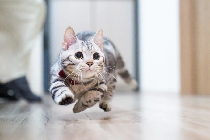 のねちゃんの写真からも躍動感を感じます▶︎こんな躍動感もアリ!?2匹のケンカが始まると…(⇒次へ)