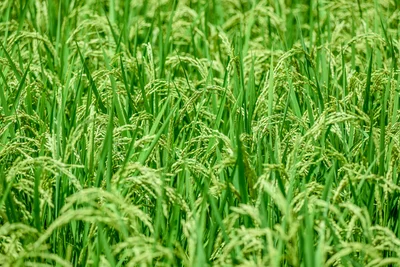 【写真】おいしいお米の実る水田は、メタン発生の原因ともされている。