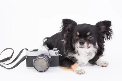 緊張なんてしない。子犬が見せた大御所俳優感…！！