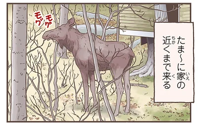 たま～に家の近くまで来る