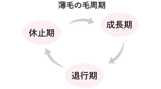 薄毛の毛周期