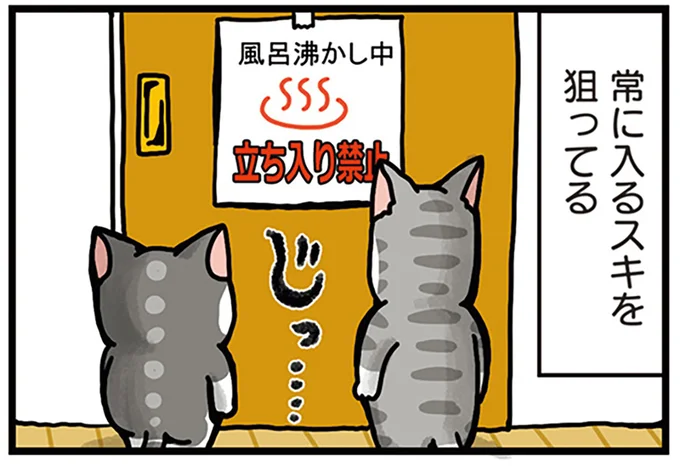 風呂場に入るスキを狙っている猫たち