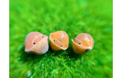ダンゴムシ愛が高じて、今では一緒に
