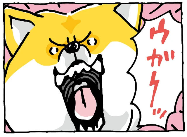 怒ってるわけじゃない!? 柴犬の「ウガーッ」／しばんばん2（6）