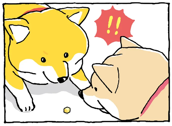 おやつが一つだけ落ちている！ 柴犬2匹の静かなバトルが勃発／しばんばん2（7）