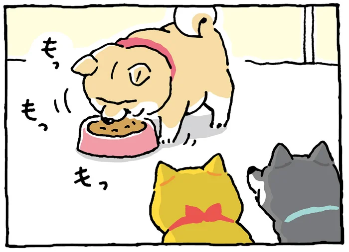 ごはん大好き！ 夏毛になってもムチムチパンパンな柴犬／しばんばん2（10）