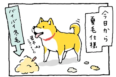 換毛期で柴犬の抜け毛が大量！ 