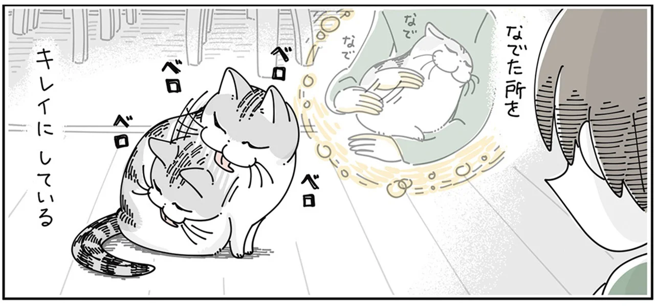 ちょっと切ないな」飼い主がなでたところを気にしている感じの猫／夜は
