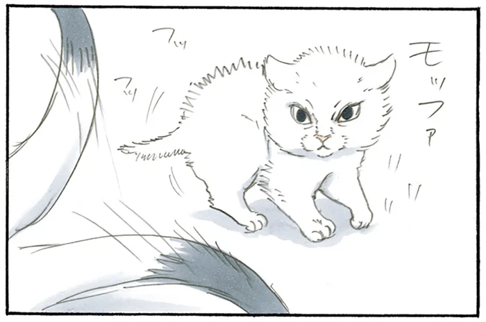 家族が増えて人生が変わった！ 子猫がやってきてお酒の付き合いが減った父／拾い猫のモチャ2（1）