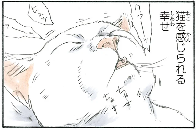 至近距離で猫の寝息を感じられる。そんな幸せの裏に潜む罠とは／拾い猫のモチャ3（1）