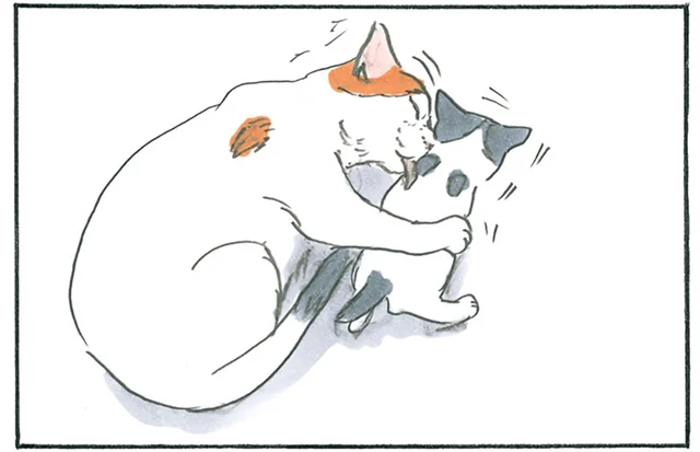 意地悪？ それとも可愛がり？ 子猫の進行を阻止してまで舐める猫／拾い猫のモチャ6（1）