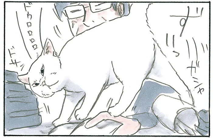 一切の遠慮なし！ 「居場所は作るもの」本を読む飼い主の目の前に無理やり陣取る猫／拾い猫のモチャ7（1）