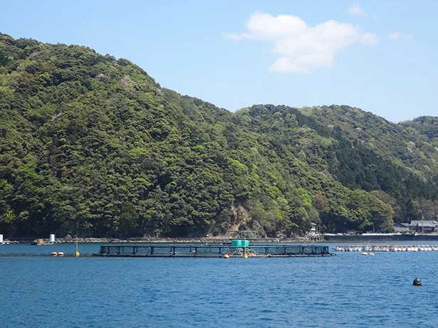 ふくいサーモンが育つ小浜市西小川