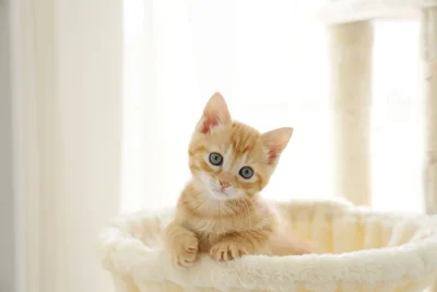 可愛い子猫。大人になるとどんな風に成長する？