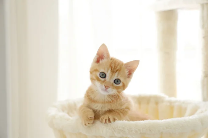 可愛い子猫。大人になるとどんな風に成長する？