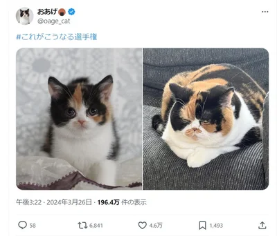 4.6万いいねがついた猫の写真。あまりの変わりぶりに大反響でした！▶この猫、実は秘密がありました！（⇒次へ）