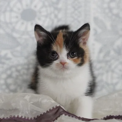 4.6万いいねがついたポスト。この愛らしい子猫ちゃんがまさかの成長を遂げる！▶次は「なんでこうなるの！？」と言いたくなる猫の成長後の姿（⇒次へ）
