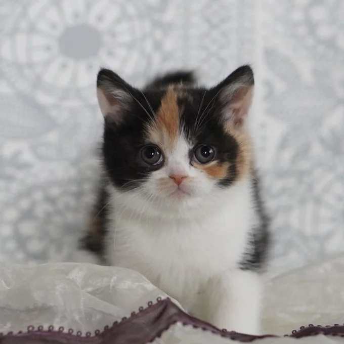 4.6万いいねがついたポスト。この愛らしい子猫ちゃんがまさかの成長を遂げる！▶次は「なんでこうなるの！？」と言いたくなる猫の成長後の姿（⇒次へ）