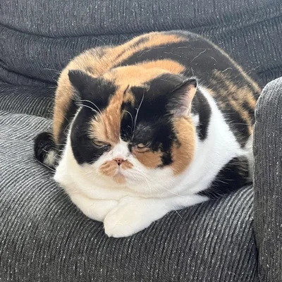 なんと言う貫禄！あの子猫ちゃんが歴戦の猛者のような姿に成長していました！▶これがこうなる選手権（⇒次へ）