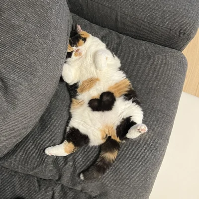 お腹になんとハートマークが隠されていました！奇跡的な1枚ですね！▶この猫は一体何をしているの？（⇒次へ）