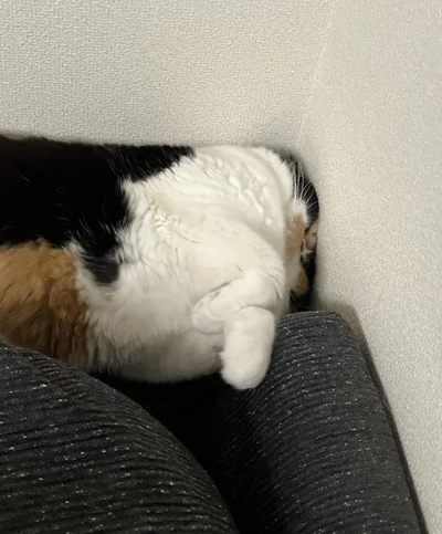つ、つぶれている！これでも気持ちよく寝ているそうです。▶首より上がない！？いえ、ちゃんとありますよ！（⇒次へ）