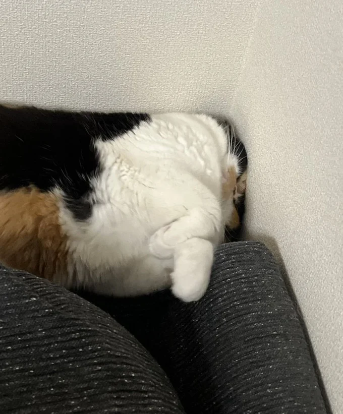 つ、つぶれている！これでも気持ちよく寝ているそうです。▶首より上がない！？いえ、ちゃんとありますよ！（⇒次へ）