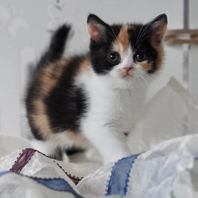 ふわふわの子猫！この子猫が大きくなるとまさかの…！？▶大人になるとこうなりました！（⇒次へ）