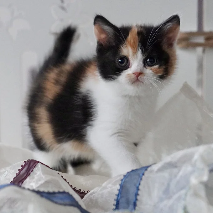 ふわふわの子猫！この子猫が大きくなるとまさかの…！？▶大人になるとこうなりました！（⇒次へ）