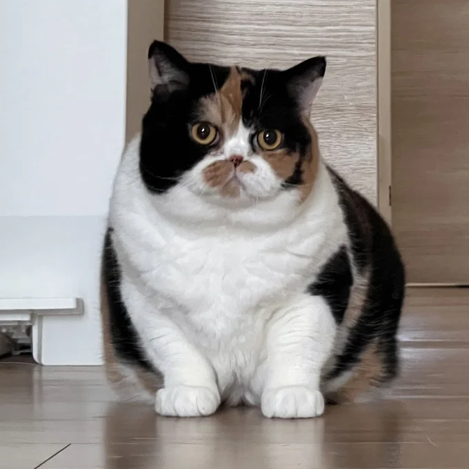 重厚すぎるもふもふになりました!▶この変化について投稿したポスト(⇒次へ)