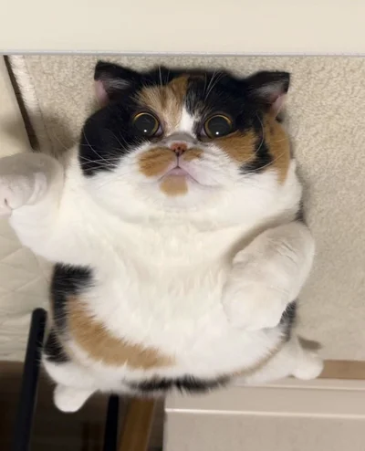 まん丸な目は健在！こんなパンチなら受けてみたい！▶スーパーニャンになるにゃん！（⇒次へ）