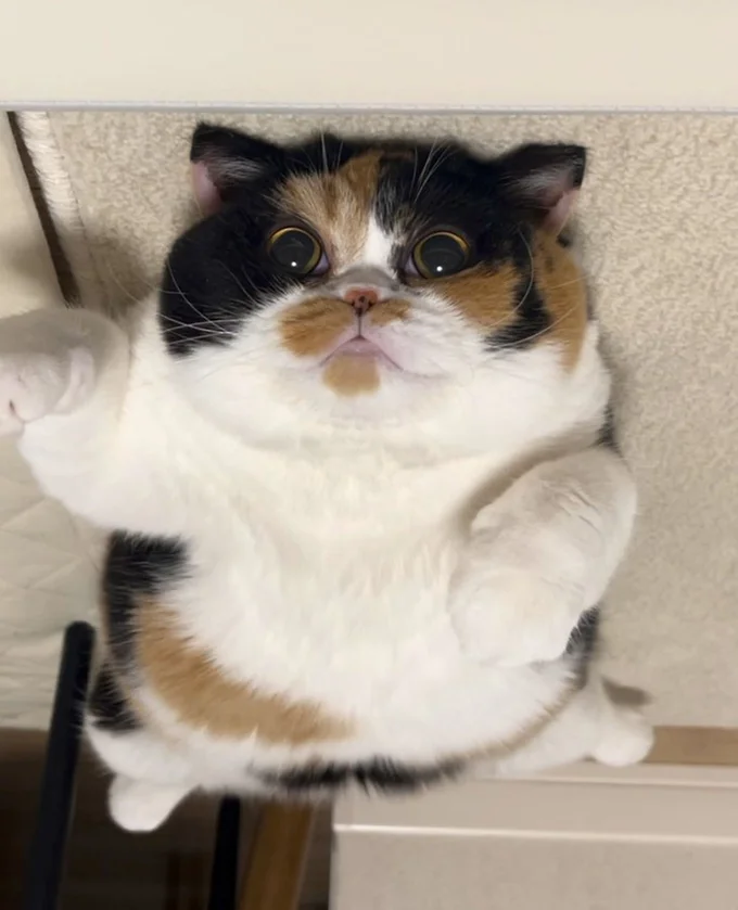 まん丸な目は健在!こんなパンチなら受けてみたい!▶スーパーニャンになるにゃん!(⇒次へ)