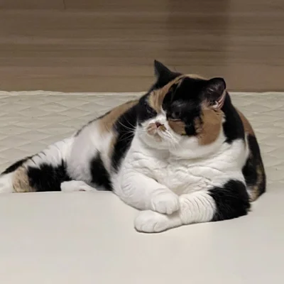 この鋭い眼差し、一体何を見ているのでしょうか？▶まるで何のよう？（⇒次へ）