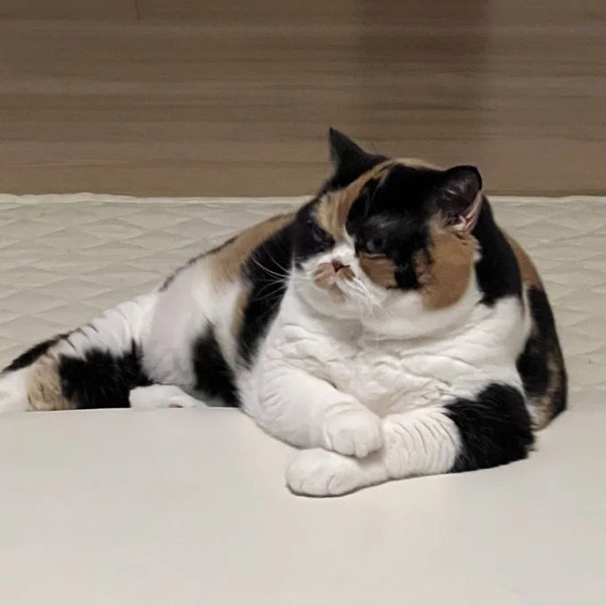 この鋭い眼差し、一体何を見ているのでしょうか？▶まるで何のよう？（⇒次へ）