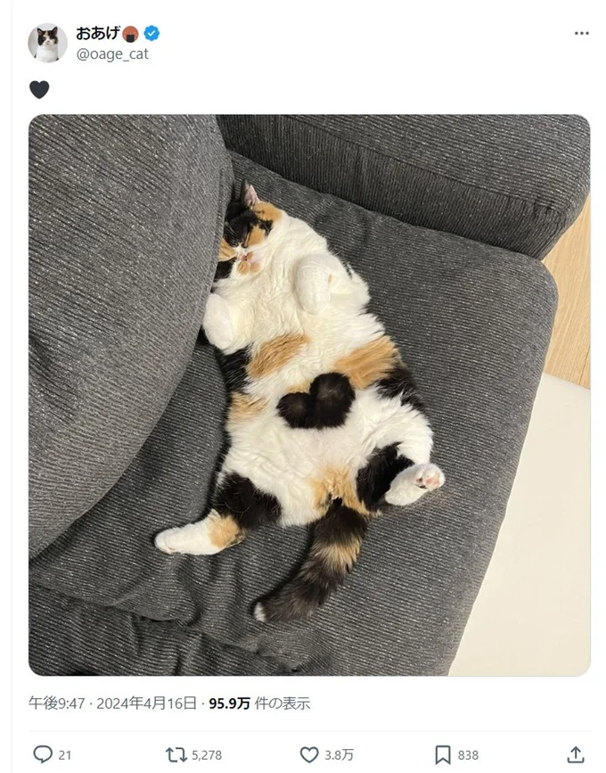 ソファで無防備に寝ているおあげちゃんでした。▶驚きの寝方写真は他にも！あれ？顔はどこ行ったの？（⇒次へ）