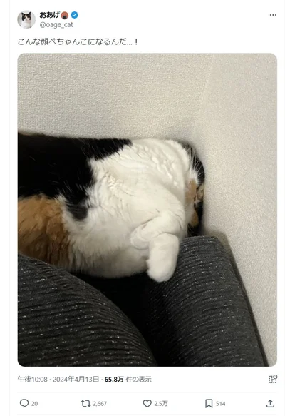 飼い主さんも驚きのぺちゃんこ具合でした！▶子猫の時との違いは他にも？（⇒次へ）
