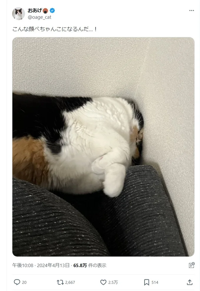 飼い主さんも驚きのぺちゃんこ具合でした！▶子猫の時との違いは他にも？（⇒次へ）