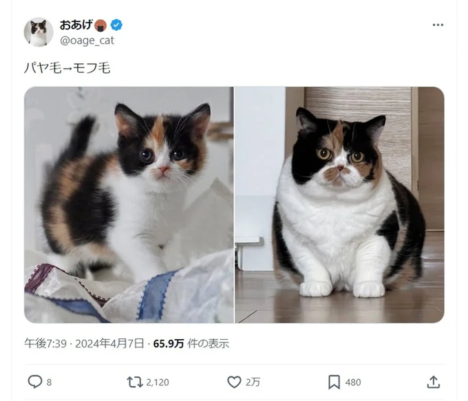 パヤ毛からモフ毛への見事な変身でした！▶今度はスーパーマンに変身！（⇒次へ）