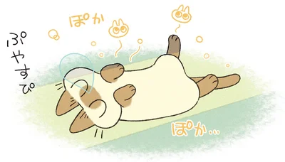 愛猫の日向ぼっこ