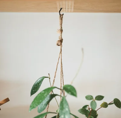 観葉植物をつるすときにも？形フックが便利
