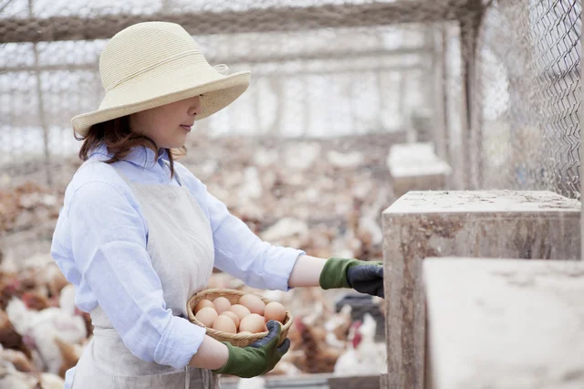 不思議！ 養鶏業者は減っているのに卵の出荷数が増加する理由