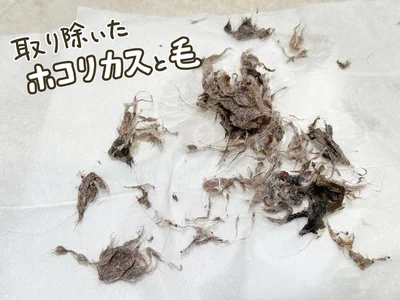 取り除いたホコリカスと毛
