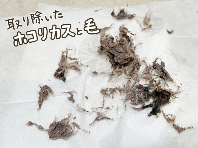 取り除いたホコリカスと毛