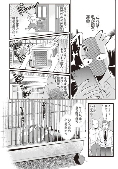  「レオとシロウのドタバタ猫日記」より